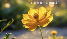 早安视频,开启美好一天的心灵之旅